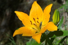 Lilium bulbiferum