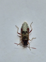 Liorhyssus
