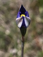 Thelymitra arenaria