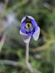 Thelymitra arenaria