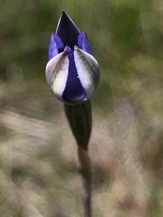 Thelymitra arenaria