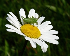 Tettigonia