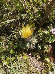 Coryphantha pycnacantha