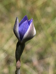 Thelymitra arenaria