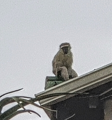 Chlorocebus pygerythrus