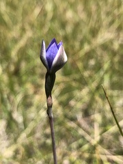 Thelymitra arenaria