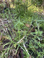 Cyperus brevifolius