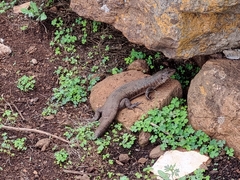 Matobosaurus validus