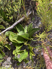 Mairia coriacea
