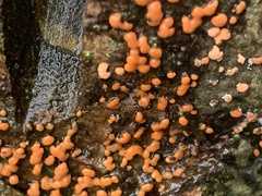 Dacrymyces stillatus