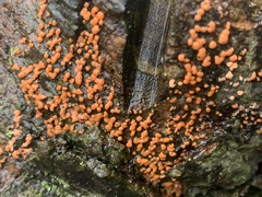 Dacrymyces stillatus