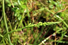 Microtis unifolia