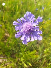 Scabiosa comosa
