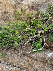 Veronica elliptica