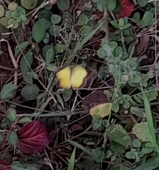 Eurema brigitta