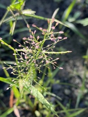 Eragrostis