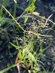 Eragrostis
