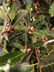 Quercus castanea