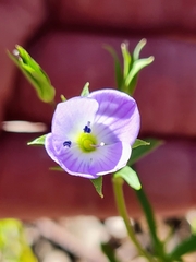 Veronica gracilis