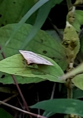 Zanclognatha pedipilalis