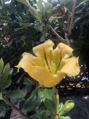 Solandra