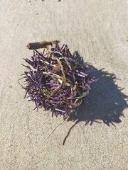 Heliocidaris erythrogramma