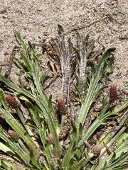 Plantago coronopus