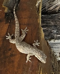 Hemidactylus frenatus