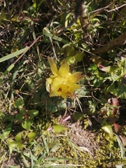 Coryphantha pycnacantha