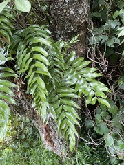Asplenium oblongifolium