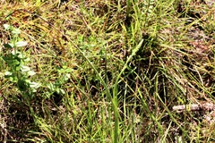 Microtis unifolia