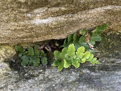 Asplenium difforme