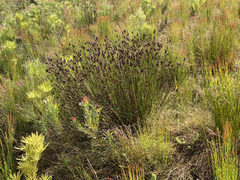 Nevillea obtusissima