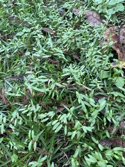 Lobelia chinensis