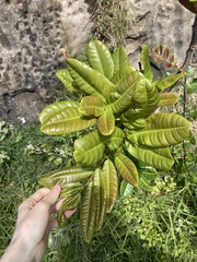 Cupaniopsis anacardioides