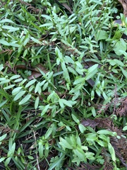 Lobelia chinensis