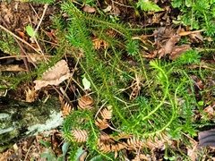 Phlegmariurus varius