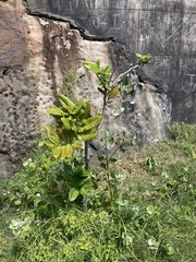 Cupaniopsis anacardioides