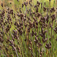 Nevillea obtusissima