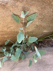 Atriplex prostrata