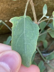 Atriplex prostrata