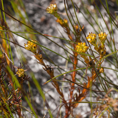 Thesium capitatum