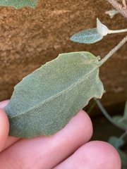 Atriplex prostrata