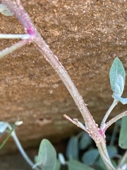 Atriplex prostrata