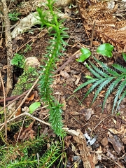 Phlegmariurus varius