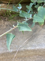 Atriplex prostrata