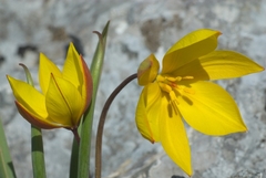 Tulipa sylvestris australis