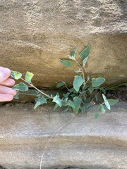 Atriplex prostrata