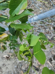 Derris trifoliata