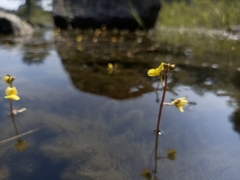 Utricularia gibba